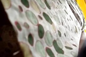 سكرتيرات المتلصص تجسس مشاهدة الإباحية فيلم الفرسان